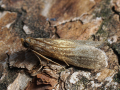 Eccopisa effractella