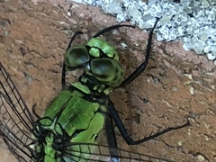 Erythemis simplicicollis