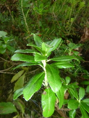Rhododendron hirsutum
