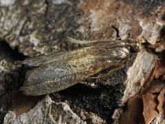 Eccopisa effractella