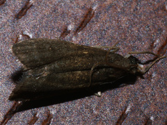 Eccopisa effractella