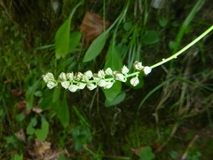 Tofieldia calyculata