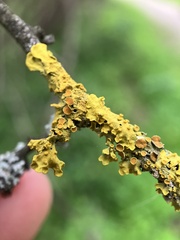 Xanthoria parietina
