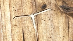 Emmelina monodactyla