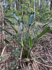 Strelitzia
