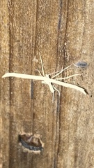 Emmelina monodactyla