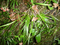 Tofieldia calyculata