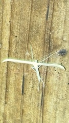 Emmelina monodactyla