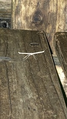 Emmelina monodactyla