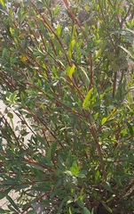 Salix elbursensis