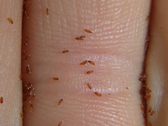 Tofieldia calyculata