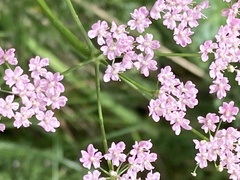 Pimpinella major