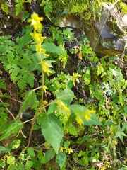 Triumfetta tomentosa