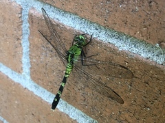 Erythemis simplicicollis