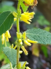 Triumfetta tomentosa