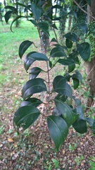 Ligustrum lucidum