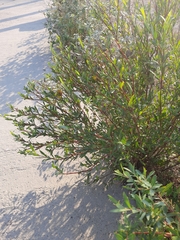 Salix elbursensis