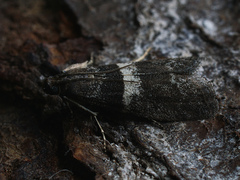 Elegia similella