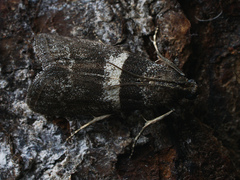 Elegia similella