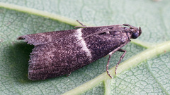 Elegia similella