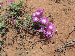 Drosanthemum