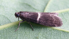 Elegia similella
