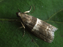 Elegia similella