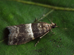 Elegia similella