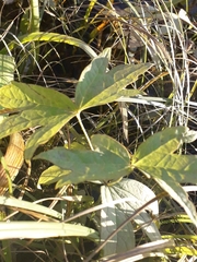 Anemonastrum dichotomum