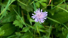 Knautia dipsacifolia