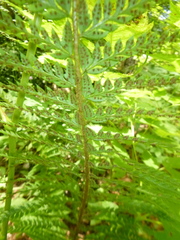 Polystichum aculeatum