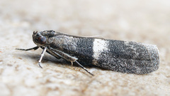 Elegia similella