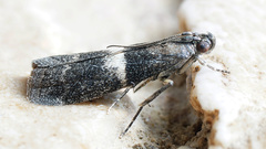 Elegia similella