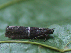 Elegia similella