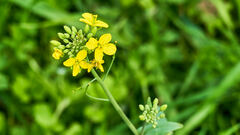 Brassica rapa