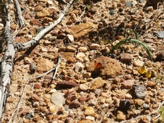 Chrysoritis chrysaor