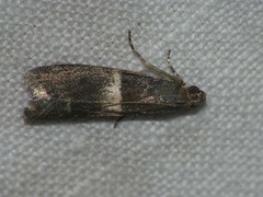 Elegia similella