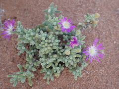 Drosanthemum