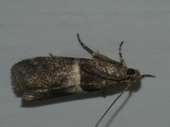 Elegia similella