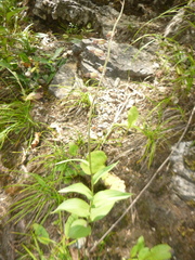 Epipactis atrorubens