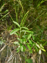Polygaloides chamaebuxus
