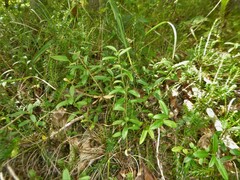 Polygaloides chamaebuxus