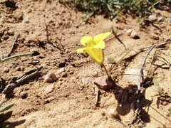 Romulea