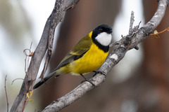 Pachycephala pectoralis