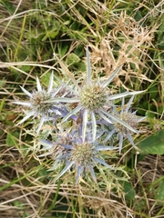 Eryngium amethystinum