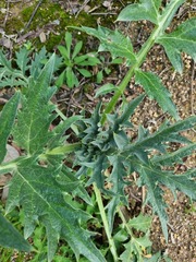 Cynara cardunculus