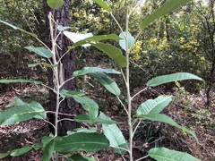 Astrotricha latifolia