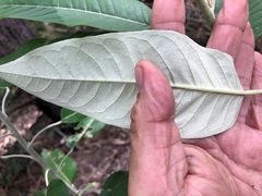 Astrotricha latifolia