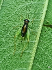 Trigonidiinae