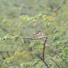 Prinia sylvatica